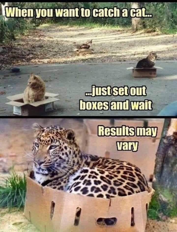 catch a cat results may vary - When you want to catch a cat... ..just set out boxes and wait Results may vary