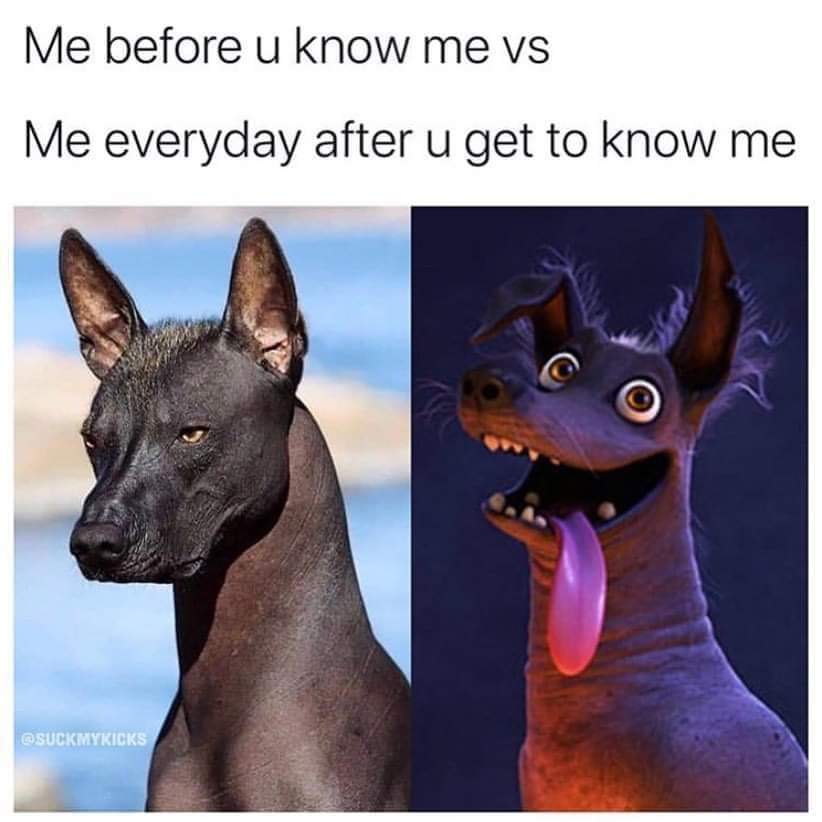 xoloitzcuintli quetzal - Me before u know me vs Me everyday after u get to know me