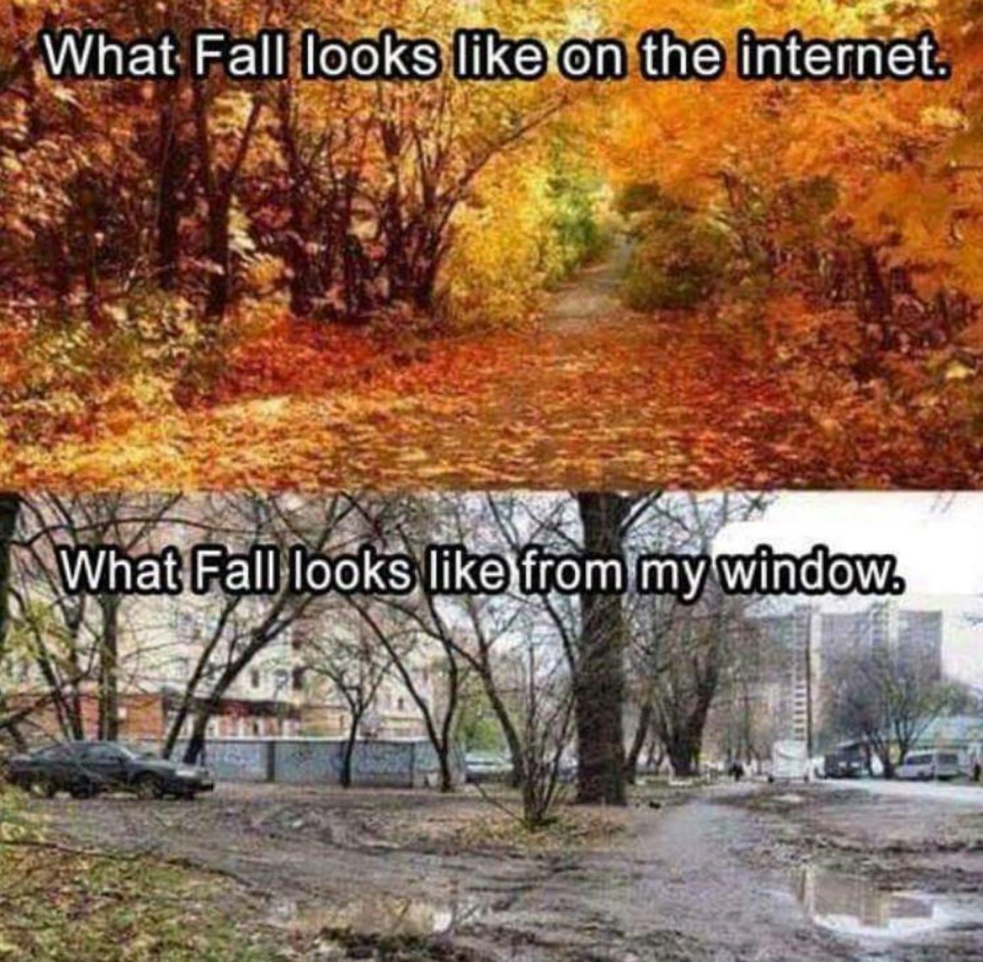 fall looks like on the internet - What Fall looks on the internet. What Fall looks from my window.
