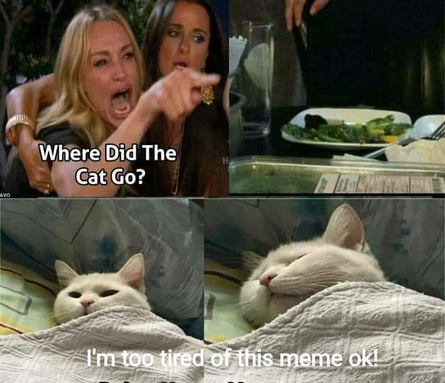 woman yelling at cat meme - Where Did The Cat Go? I'm too tired of this meme ok!