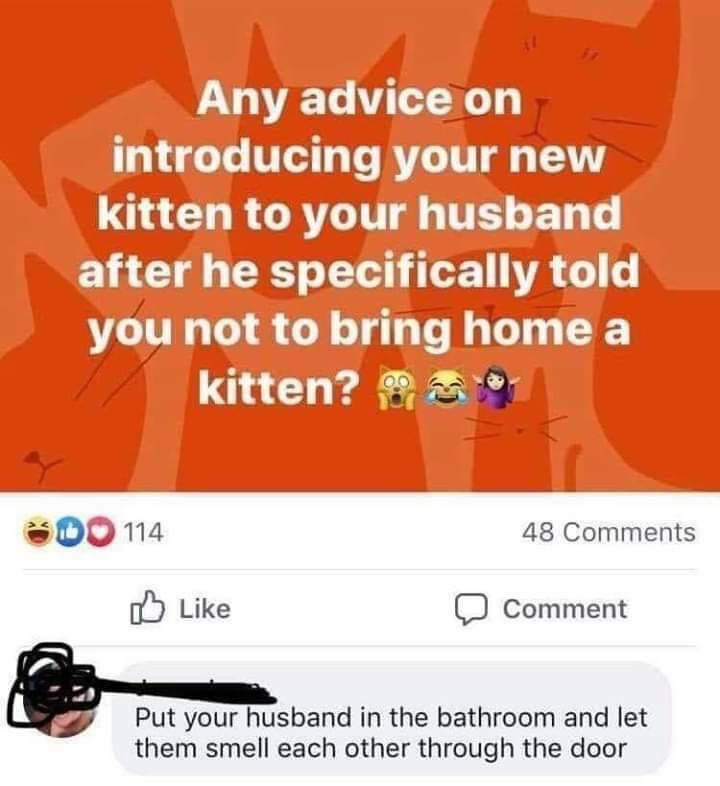 orange - Any advice on introducing your new kitten to your husband after he specifically told you not to bring home a kitten? Do 114 48 Comment Put your husband in the bathroom and let them smell each other through the door