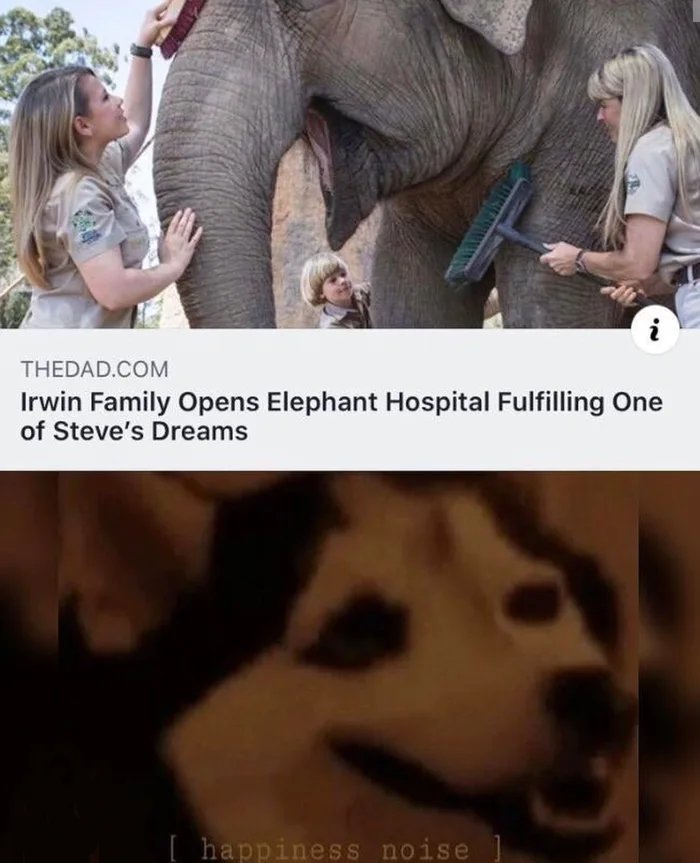 happiness noise meme - Thedad.Com Irwin Family Opens Elephant Hospital Fulfilling One of Steve's Dreams happiness noise