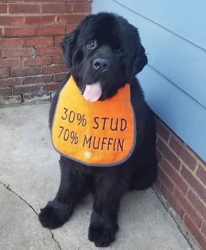 newfoundland - 30% Stud 70% Muffin