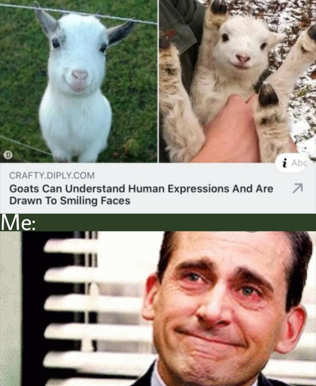 michael scott happy tears - i Abos Crafty.Diply.Com Goats Can Understand Human Expressions And Area Drawn To Smiling Faces Me