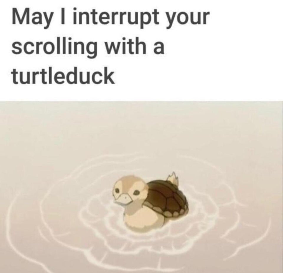 avatar the last airbender turtle - May I interrupt your scrolling with a turtleduck