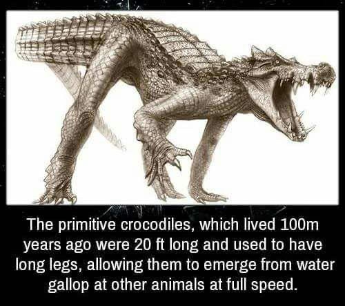 kaprosuchus saharicus - The primitive crocodiles, which lived 100m years ago were 20 ft long and used to have long legs, allowing them to emerge from water gallop at other animals at full speed.