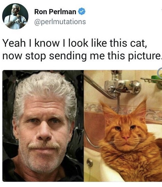 cat ron perlman - Ron Perlman Yeah I know I look this cat, now stop sending me this picture