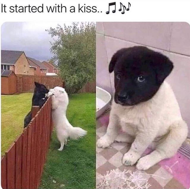 started with a kiss dog meme - It started with a kiss.. Ja ssd
