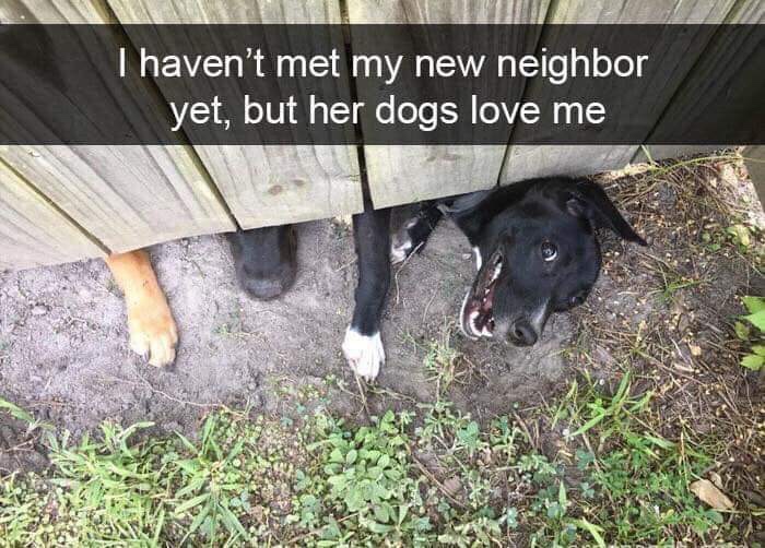 teenagers my chemical romance - I haven't met my new neighbor yet, but her dogs love me