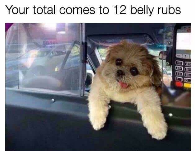 your total comes to 12 belly rubs - Your total comes to 12 belly rubs Debc Delui
