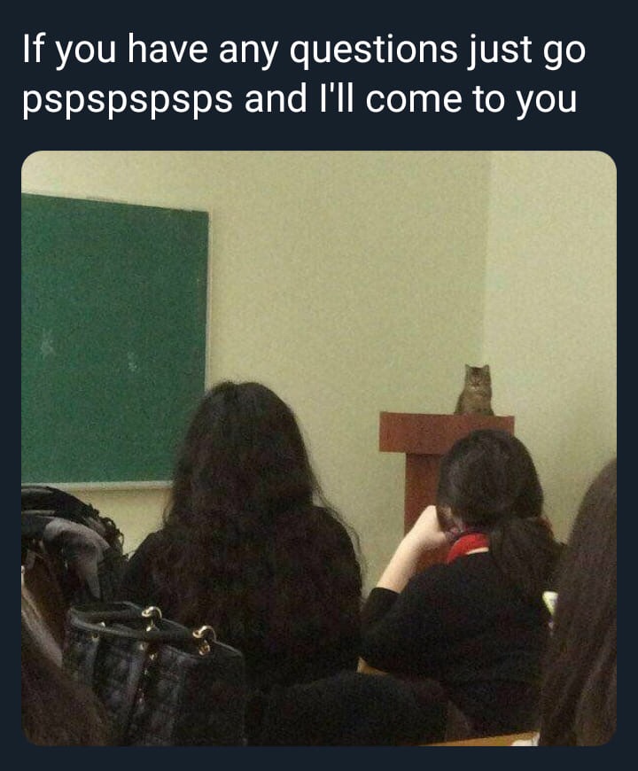 cat in a lecture - If you have any questions just go pspspspsps and I'll come to you