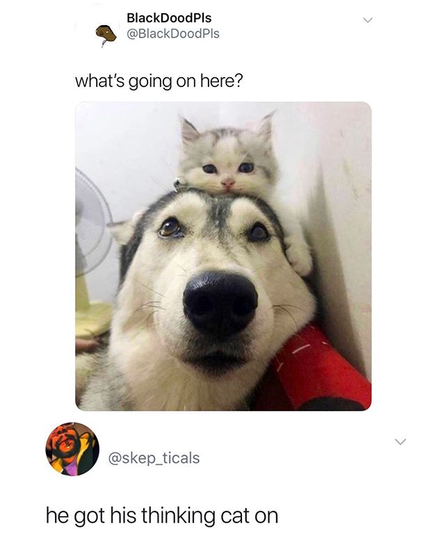 dogs cute cats - BlackDoodPls what's going on here? he got his thinking cat on