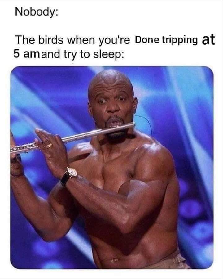really funny memes - Nobody The birds when you're Done tripping at 5 amand try to sleep