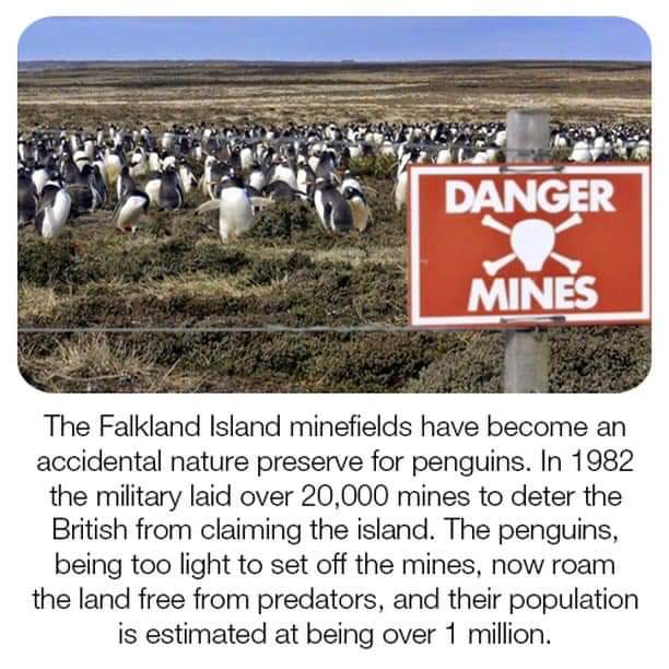 stanley - Danger Mines The Falkland Island minefields have become an accidental nature preserve for penguins. In 1982 the military laid over 20,000 mines to deter the British from claiming the island. The penguins, being too light to set off the mines, no