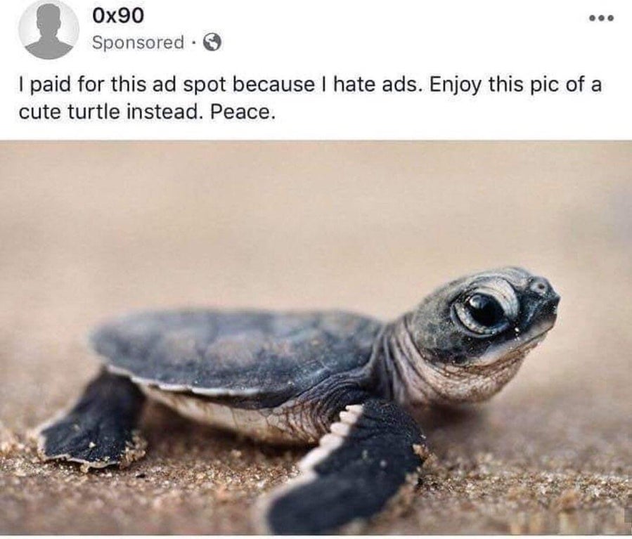velas turtle festival - Ox90 Sponsored I paid for this ad spot because I hate ads. Enjoy this pic of a cute turtle instead. Peace.
