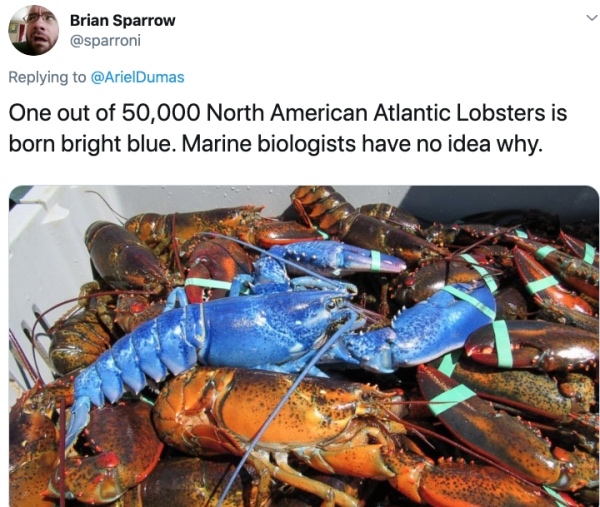 rare blue lobster - Brian Sparrow One out of 50,000 North American Atlantic Lobsters is born bright blue. Marine biologists have no idea why.