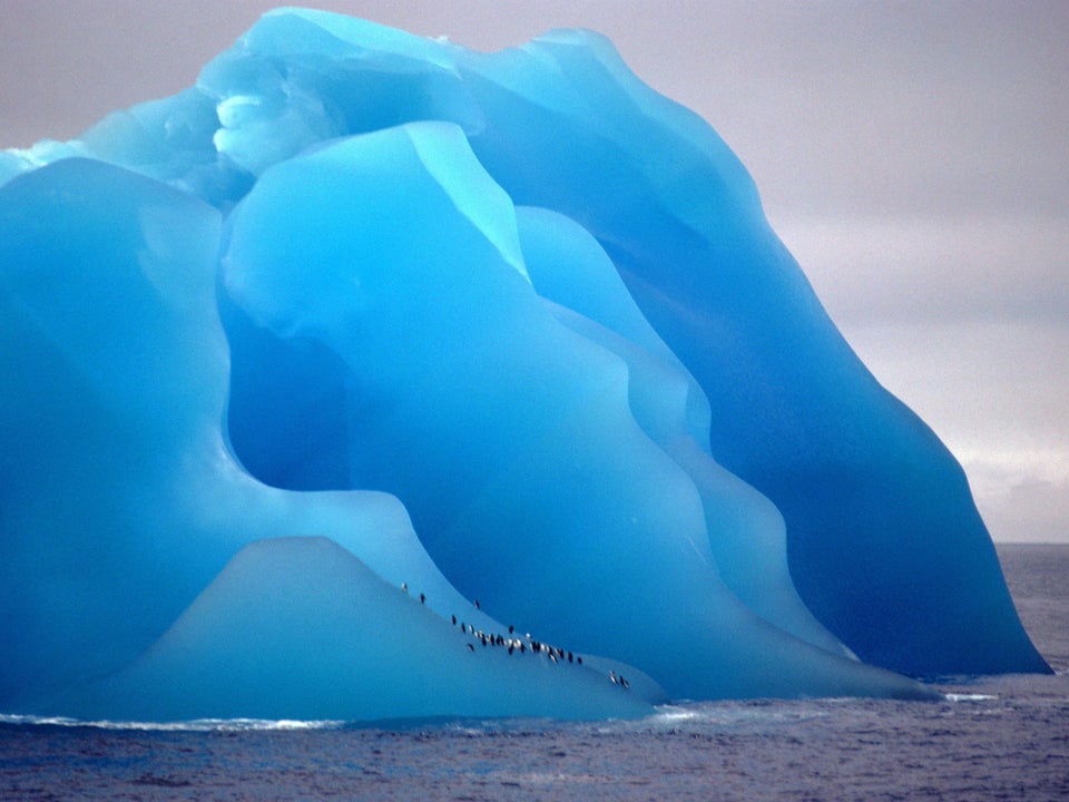 penguins on blue ice