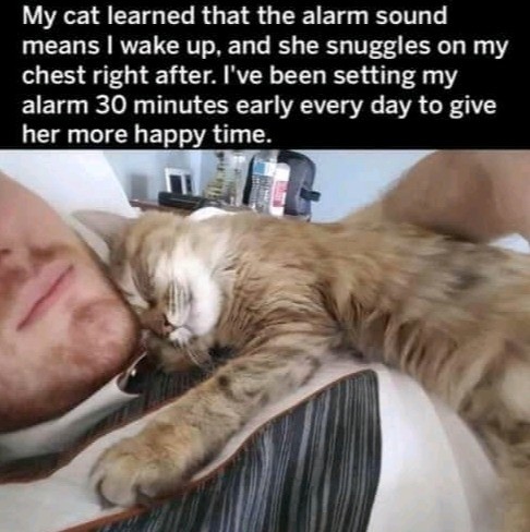 wholesome cat meme - My cat learned that the alarm sound means I wake up, and she snuggles on my chest right after. I've been setting my alarm 30 minutes early every day to give her more happy time.