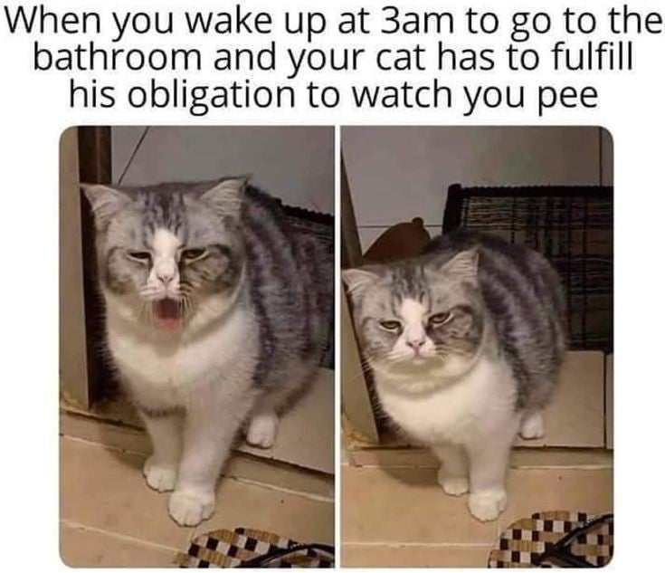 Internet meme - When you wake up at 3am to go to the bathroom and your cat has to fulfill his obligation to watch you pee