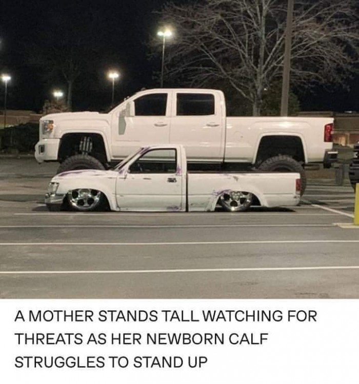 truck in its natural habitat - A Mother Stands Tall Watching For Threats As Her Newborn Calf Struggles To Stand Up