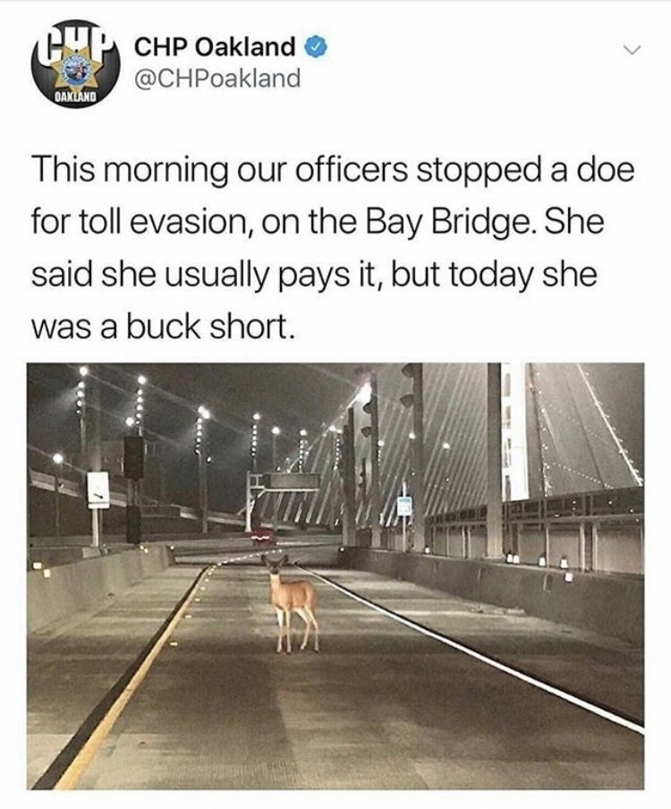deer on oakland bridge - Cp Chp Oakland Oakland This morning our officers stopped a doe for toll evasion, on the Bay Bridge. She said she usually pays it, but today she was a buck short.