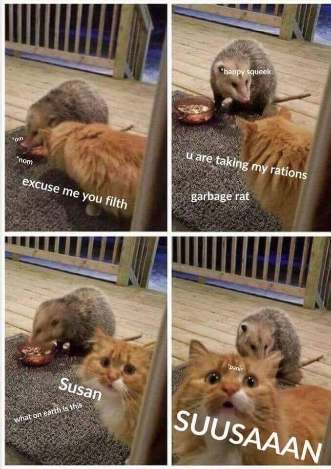 funny animal memes clean - "happy squeek om nom u are taking my rations excuse me you filth garbage rat Ti panic Susan what on earth is this Suusaaan
