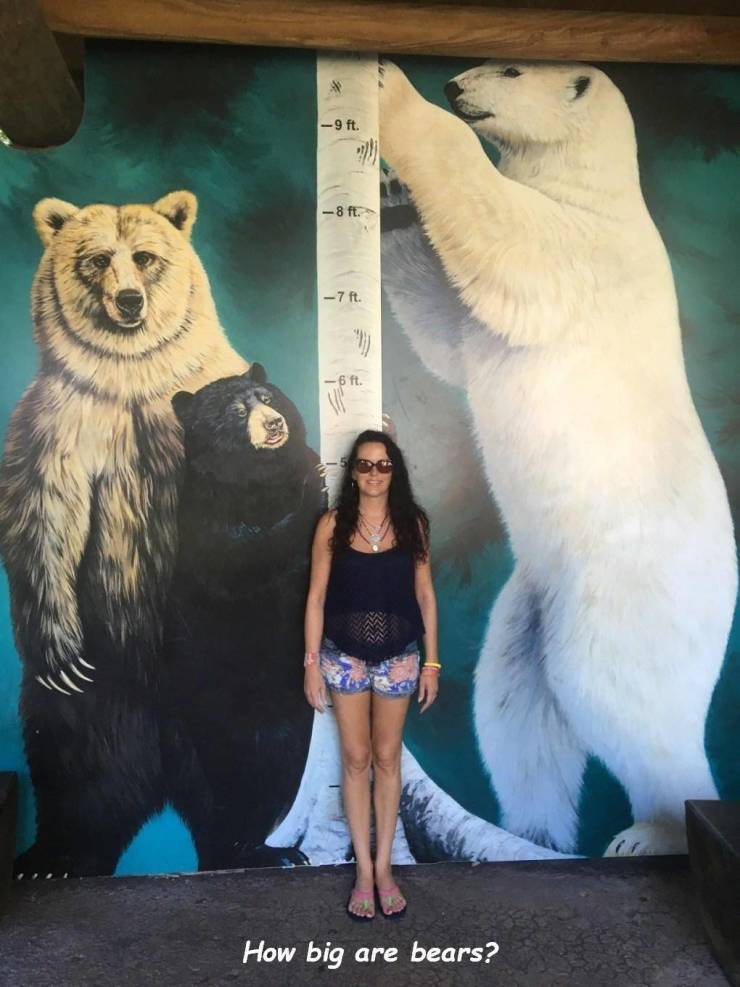 polar bear vs human size - How big are bears?