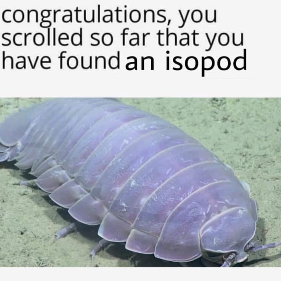 giant isopod - congratulations, you scrolled so far that you have found an isopod