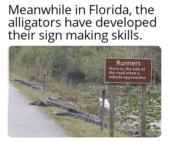 alligator alley florida - Meanwhile in Florida, the alligators have developed their sign making skills. Runners Move to the side of the road when a vehicle approaches