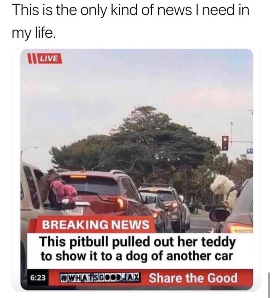 pitbull pulled out her teddy - This is the only kind of news I need in my life. I Live Nodige Breaking News This pitbull pulled out her teddy to show it to a dog of another car the Good