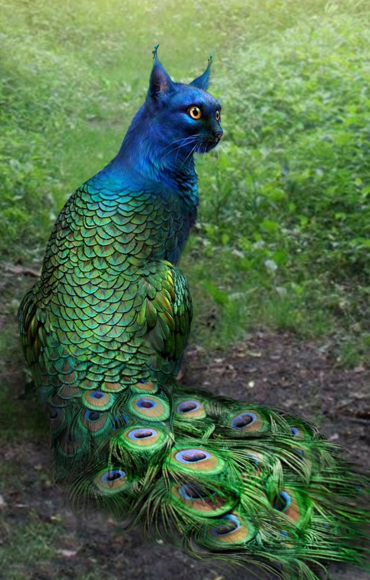 cool peacock