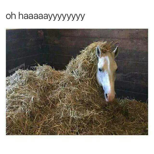 horse hiding