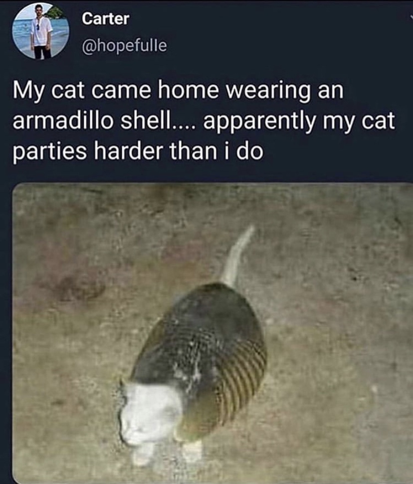 my cat came home wearing an armadillo shell - Carter My cat came home wearing an armadillo shell.... apparently my cat parties harder than i do