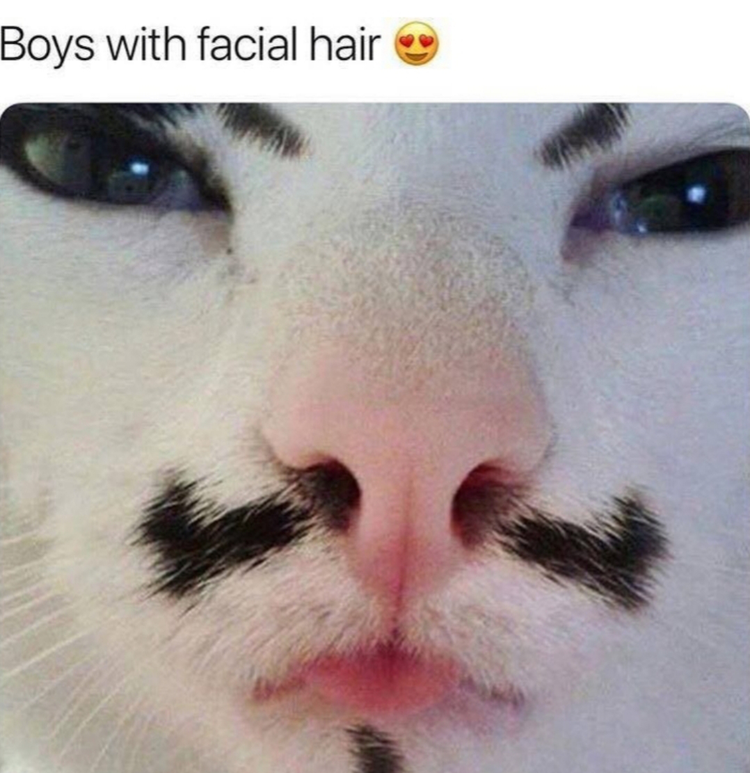 cats with moustaches - Boys with facial hair