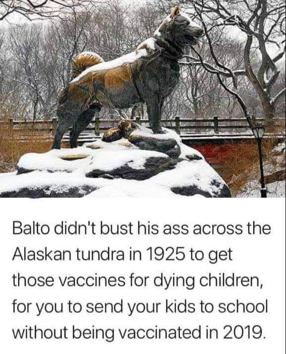 balto vaccine meme - Balto didn't bust his ass across the Alaskan tundra in 1925 to get those vaccines for dying children, for you to send your kids to school without being vaccinated in 2019.