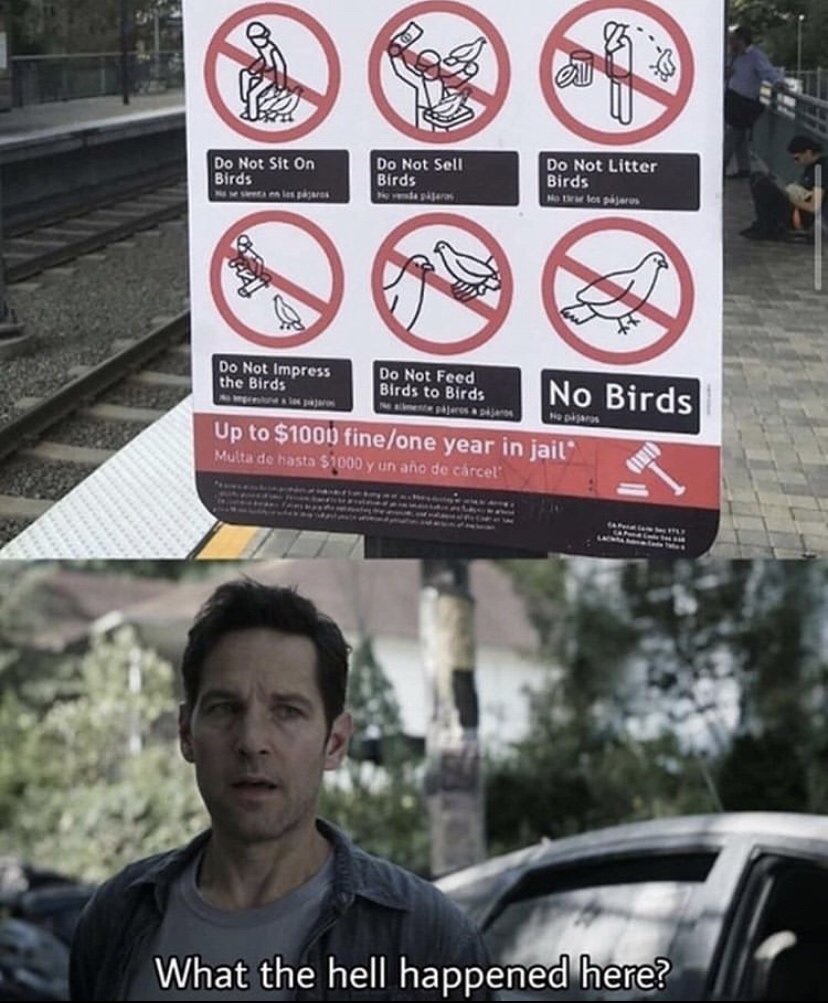 hell happened here memes - Do Not Sit On Birds A les par Do Not Sell Birds Do Not Litter Birds Me los pjaros pajero Do Not Impress the Birds Do Not Feed Birds to Birds No Birds Up to $1001 fineone year in jail Multa de hasta $1000 y un ao de crcel What th