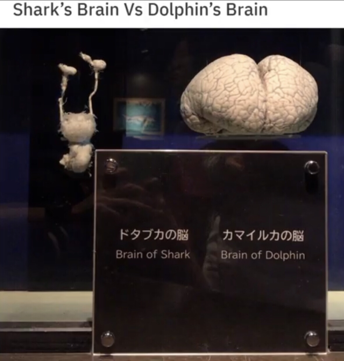 shark brain vs dolphin brain - Shark's Brain Vs Dolphin's Brain Brain of Shark Brain of Dolphin