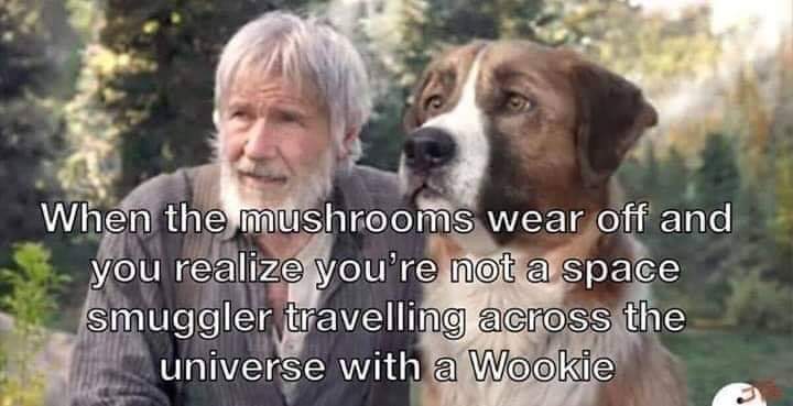 harrison ford call of the wild - When the mushrooms wear off and you realize you're not a space smuggler travelling across the universe with a Wookie