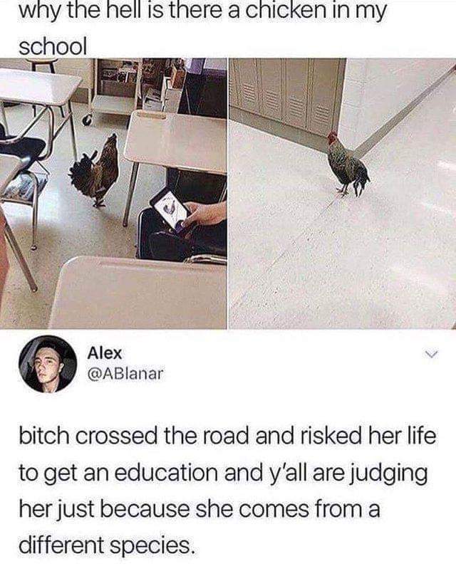 hell is there a chicken - why the hell is there a chicken in my school Alex bitch crossed the road and risked her life to get an education and y'all are judging her just because she comes from a different species.