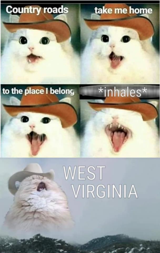country roads cat meme - Country roads take me home to the place I belong inhales West Virginia