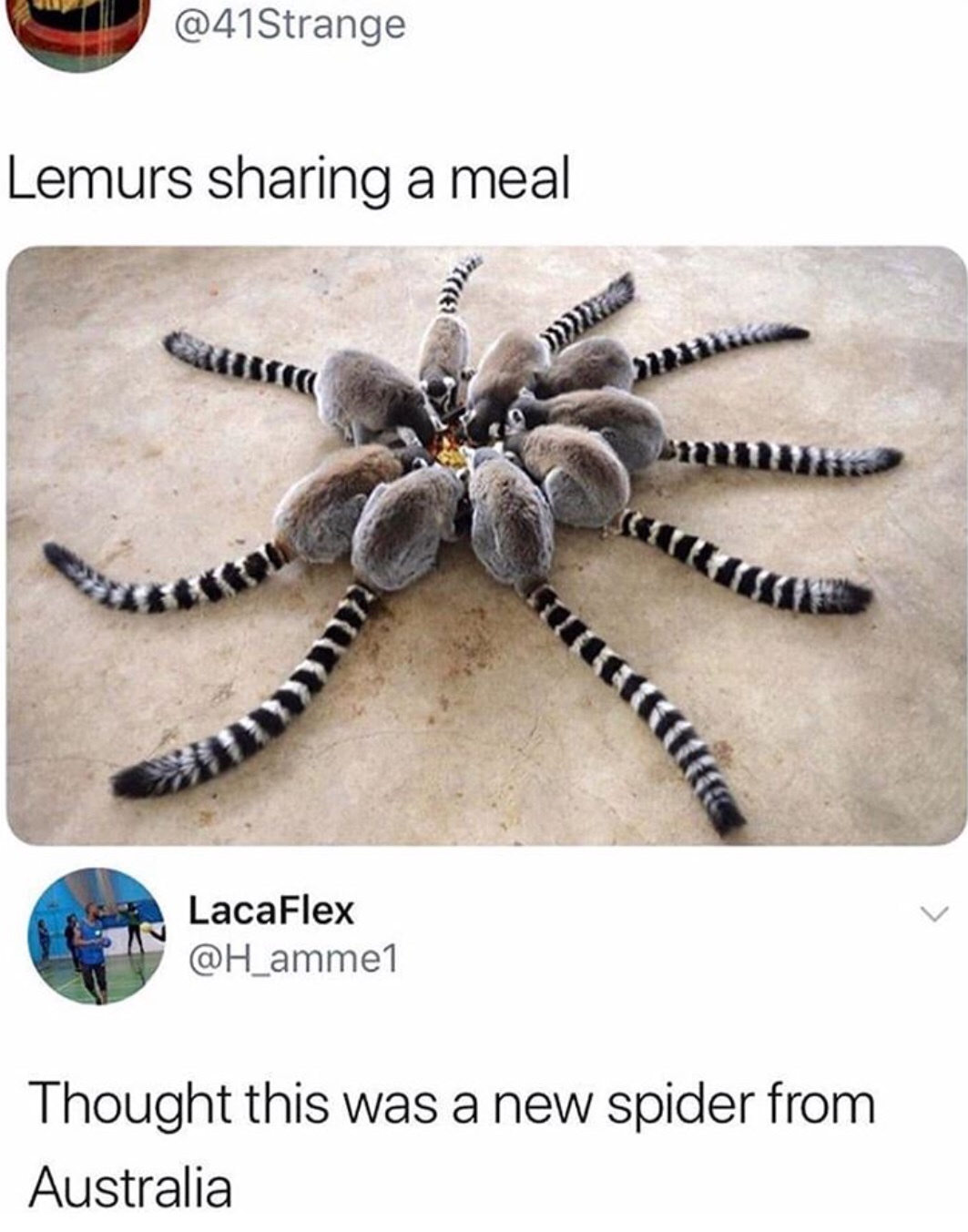 lemurs sharing a meal - Lemurs sharing a meal 5 LacaFlex Thought this was a new spider from Australia