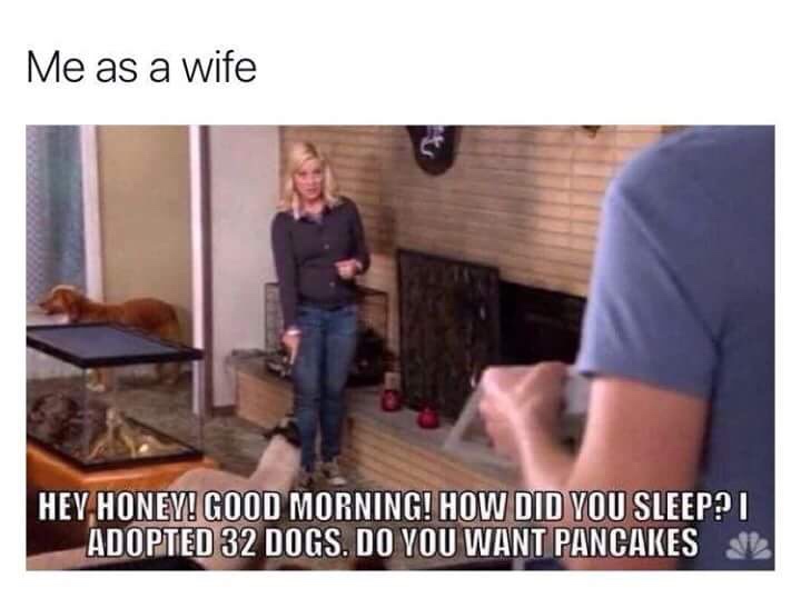 adopted 32 dogs meme - Me as a wife Hey Honey! Good Morning! How Did You Sleep? | Adopted 32 Dogs. Do You Want Pancakes