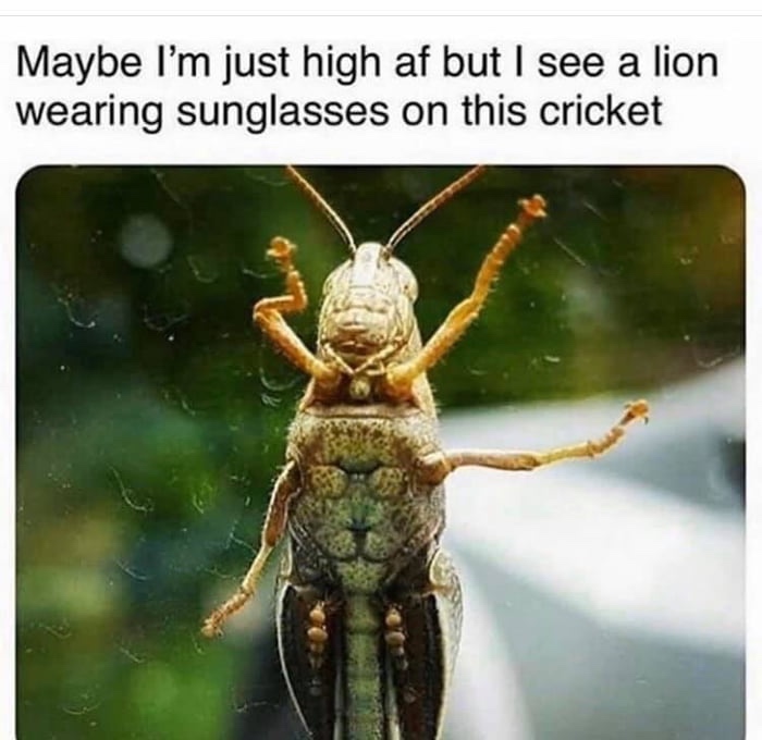 cricket underside - Maybe I'm just high af but I see a lion wearing sunglasses on this cricket