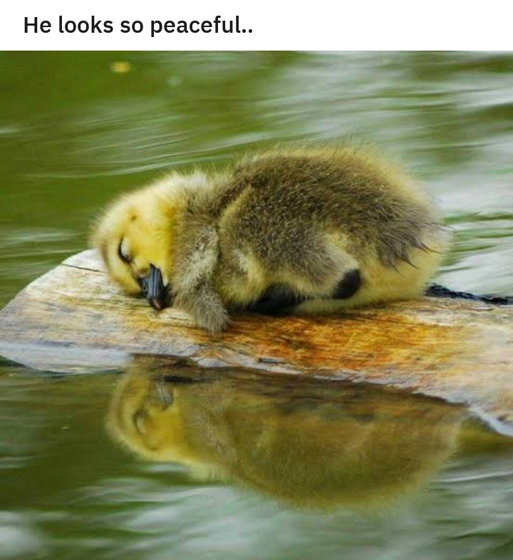 sleepy duckling - He looks so peaceful..