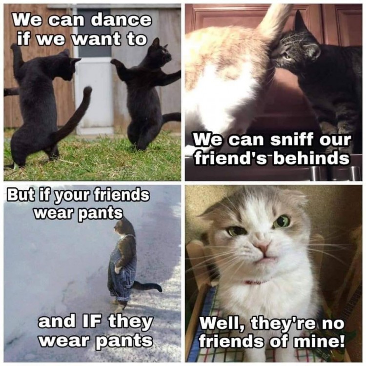 cat memes - We can dance if we want to We can sniff our friend's behinds But if your friends wear pants and If they wear pants Well, they're no friends of mine!