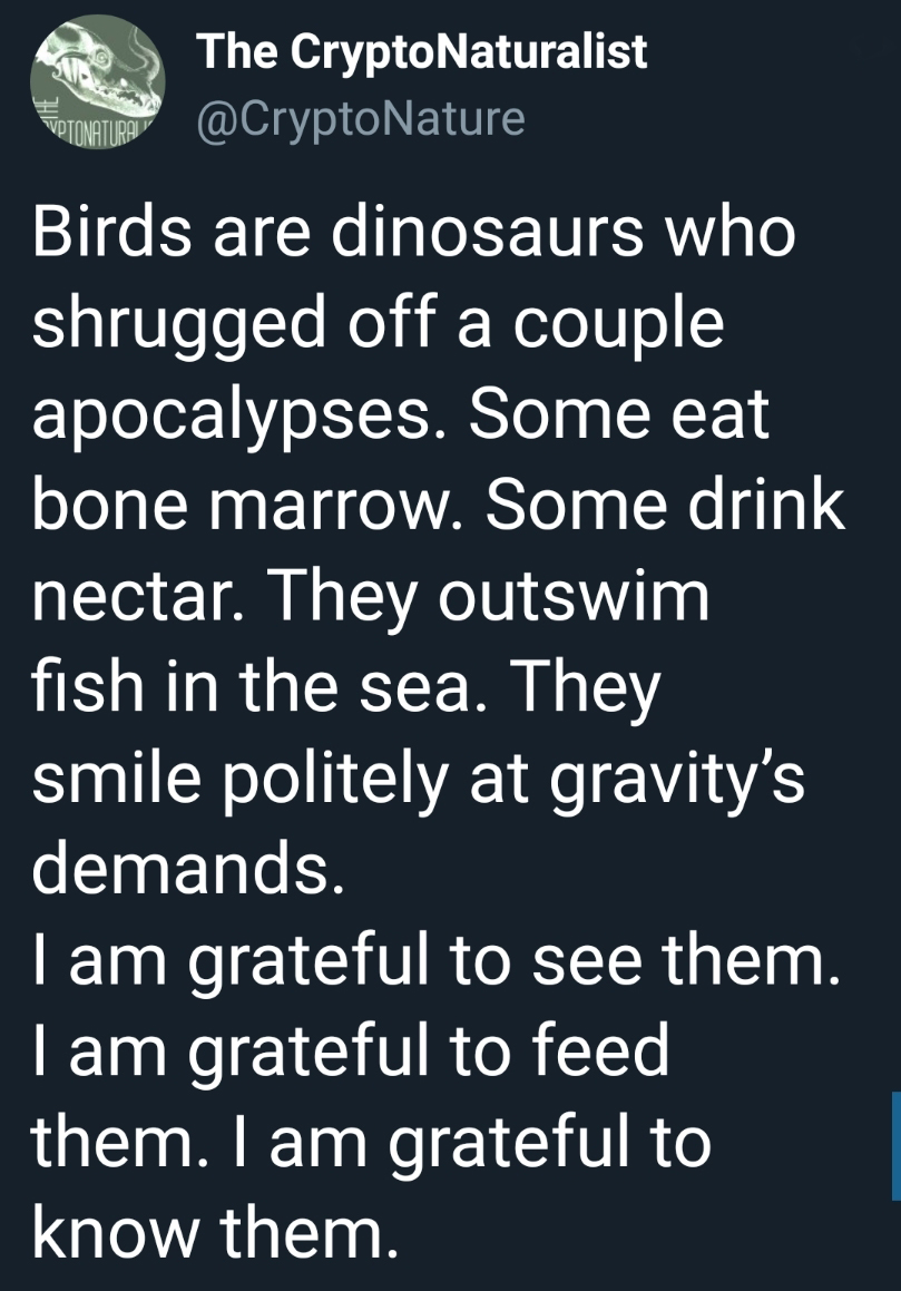 point - The CryptoNaturalist Totonatura Birds are dinosaurs who shrugged off a couple apocalypses. Some eat bone marrow. Some drink nectar. They outswim fish in the sea. They smile politely at gravity's demands. Tam grateful to see them. Tam grateful to f