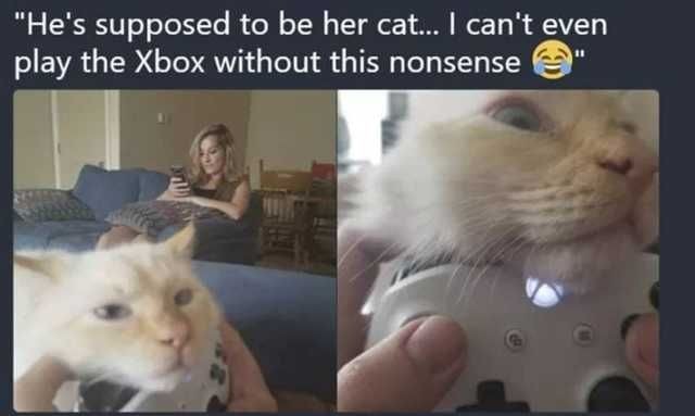 supposed to be her cat - "He's supposed to be her cat... I can't even play the Xbox without this nonsense "
