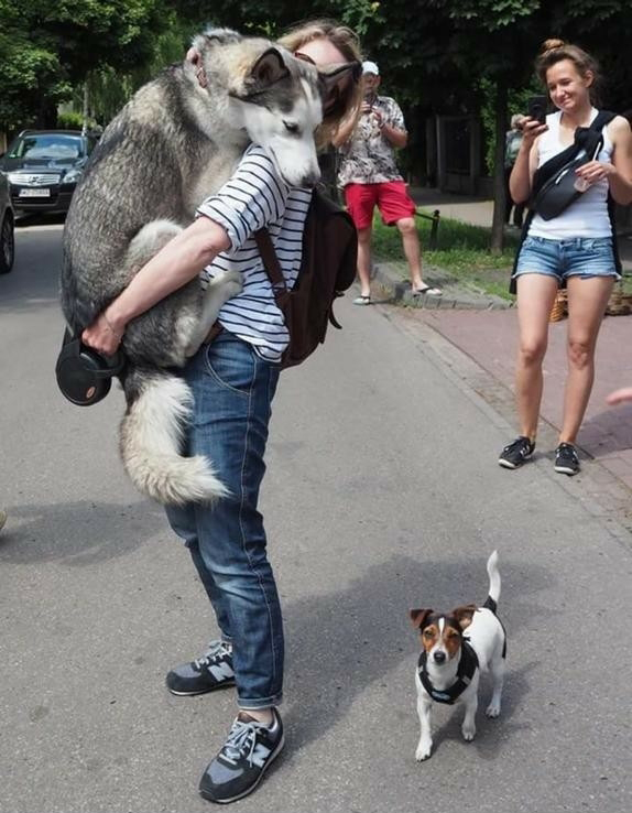 husky scared of small dogs