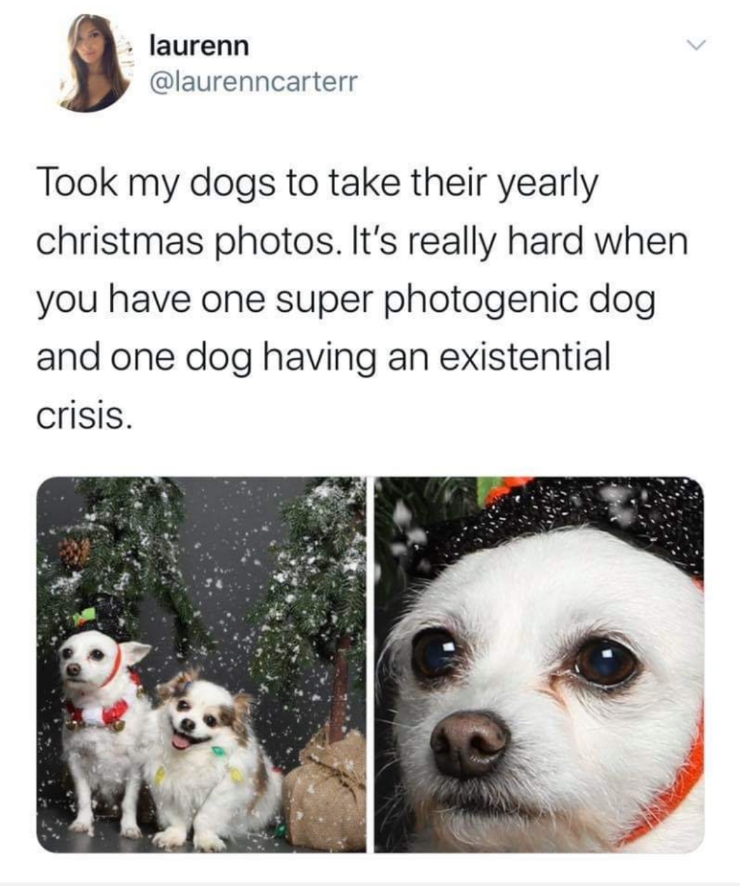 photo caption - laurenn Took my dogs to take their yearly christmas photos. It's really hard when you have one super photogenic dog and one dog having an existential crisis.