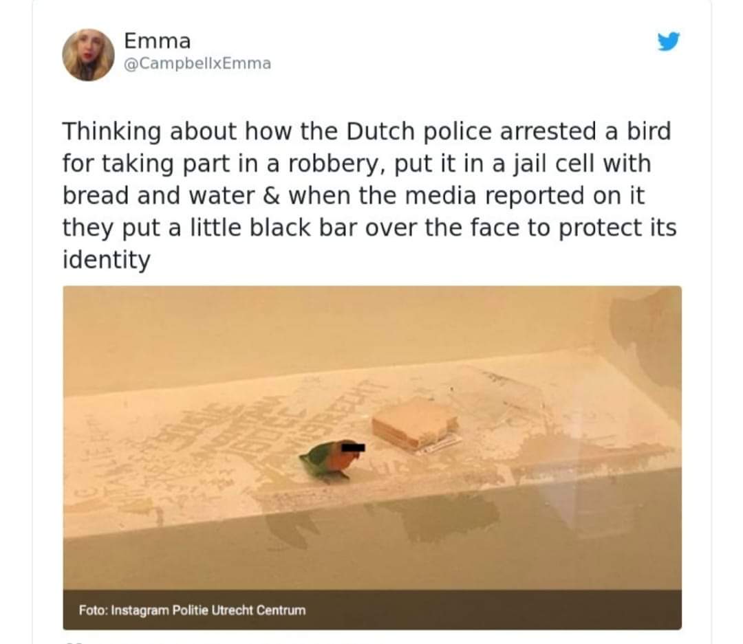 material - Emma Thinking about how the Dutch police arrested a bird for taking part in a robbery, put it in a jail cell with bread and water & when the media reported on it they put a little black bar over the face to protect its identity Foto Instagram P